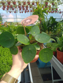 Pilea Peperomoides