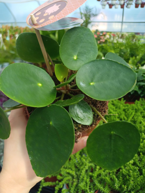 Pilea Peperomoides Pilea Peperomoides