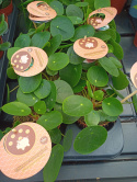 Pilea Peperomoides