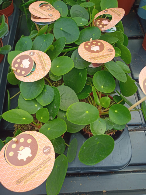 Pilea Peperomoides Pilea Peperomoides