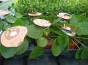 Pilea Peperomoides
