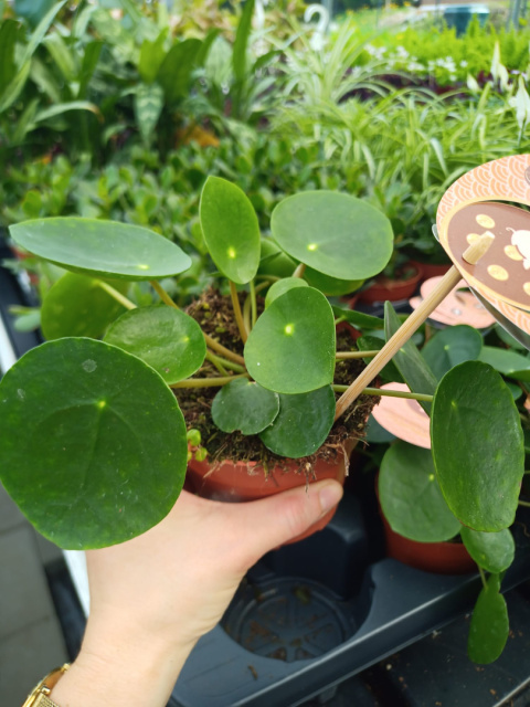 Pilea Peperomoides Pilea Peperomoides
