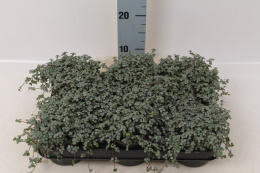 Pilea glaucophylla Greyzy