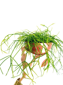 Rhipsalis 12 mix