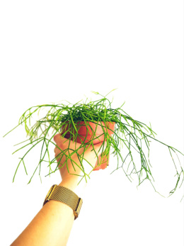 Rhipsalis 12 mix