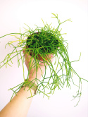 Rhipsalis 12 mix