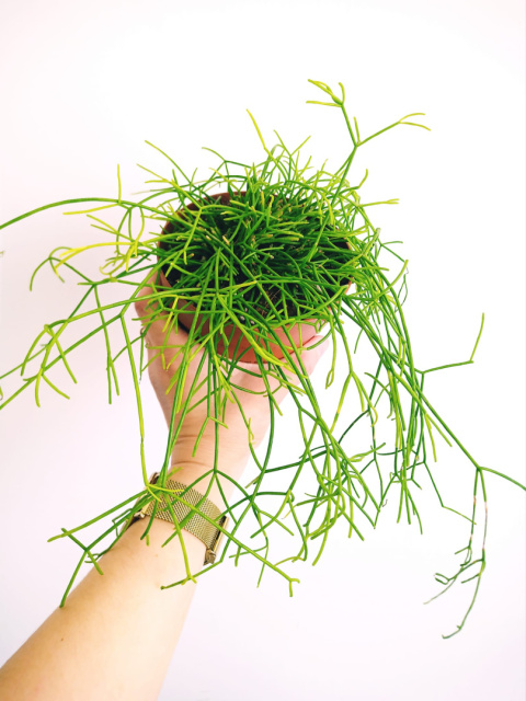 Rhipsalis 12 mix Rhipsalis 12 mix