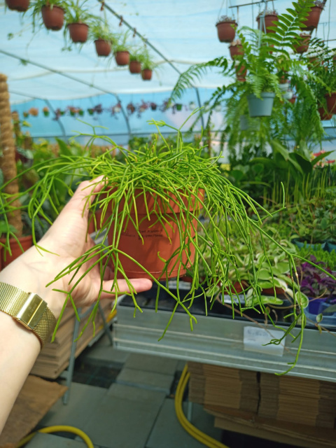 Rhipsalis 12 mix Rhipsalis 12 mix