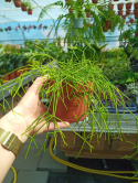 Rhipsalis 12 mix
