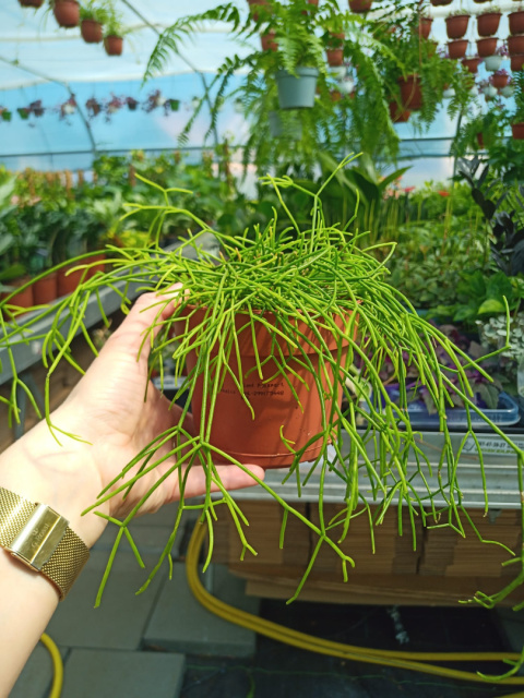 Rhipsalis 12 mix Rhipsalis 12 mix