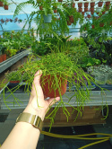 Rhipsalis 12 mix
