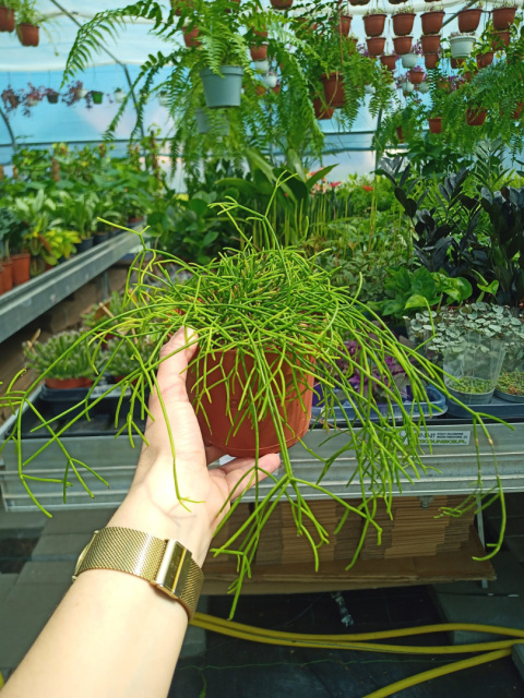 Rhipsalis 12 mix Rhipsalis 12 mix
