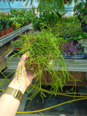 Rhipsalis 12 mix