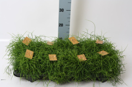 Rhipsalis Cassutha 12