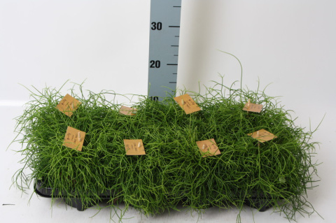 Rhipsalis Cassutha 12 Rhipsalis Cassutha 12