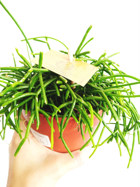 Rhipsalis Cassutha 12 Rhipsalis Cassutha 12