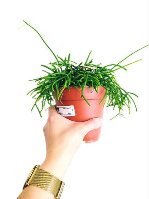 Rhipsalis Cassutha 12 Rhipsalis Cassutha 12
