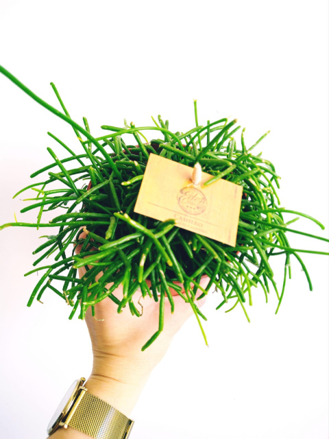 Rhipsalis Cassutha 12 Rhipsalis Cassutha 12