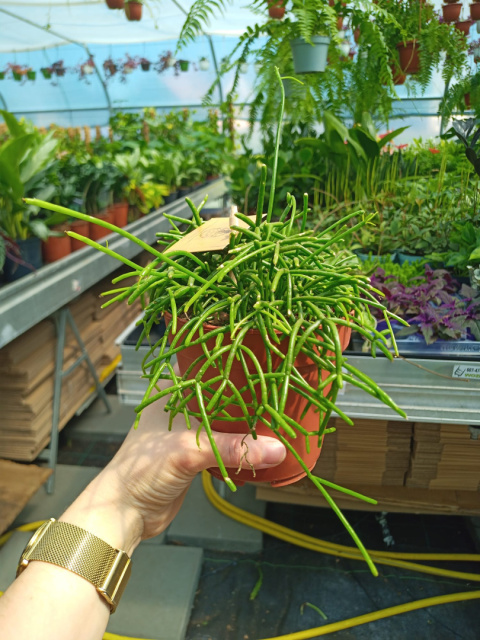 Rhipsalis Cassutha 12 Rhipsalis Cassutha 12