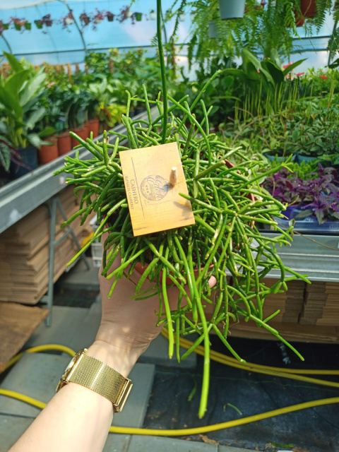 Rhipsalis Cassutha 12 Rhipsalis Cassutha 12