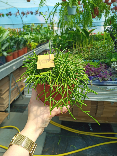Rhipsalis Cassutha 12 Rhipsalis Cassutha 12