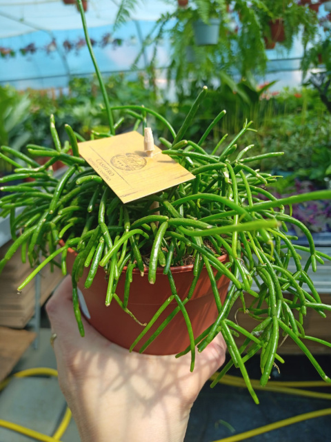 Rhipsalis Cassutha 12 Rhipsalis Cassutha 12
