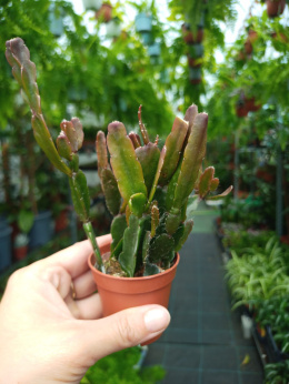 Rhipsalis mix śr