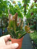 Rhipsalis mix śr