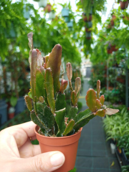 Rhipsalis mix śr