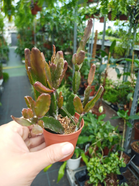 Rhipsalis mix śr Rhipsalis mix śr