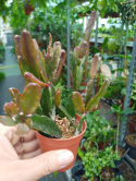 Rhipsalis mix śr