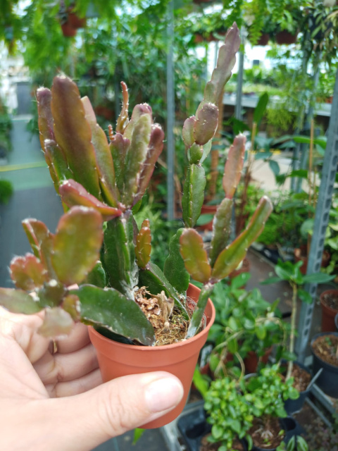 Rhipsalis mix śr Rhipsalis mix śr