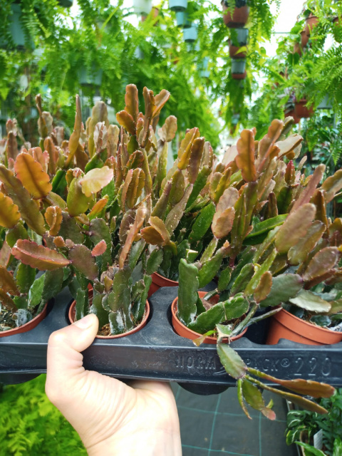 Rhipsalis mix śr Rhipsalis mix śr