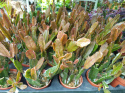 Rhipsalis mix śr
