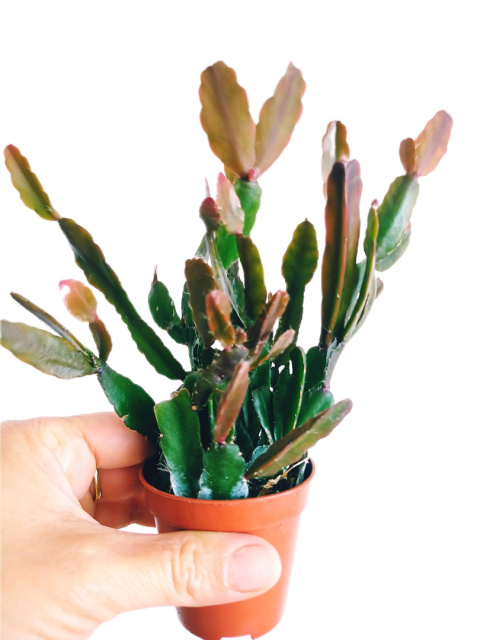 Rhipsalis mix śr Rhipsalis mix śr