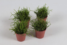 Rhipsalis mini