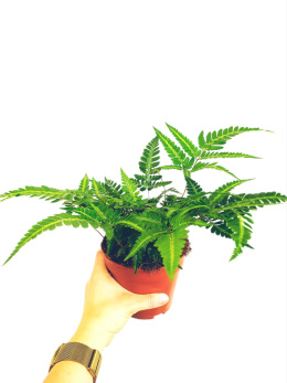 Rumohra Variegata
