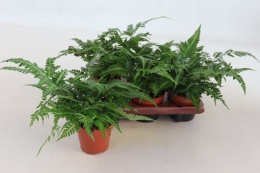 Rumohra Variegata