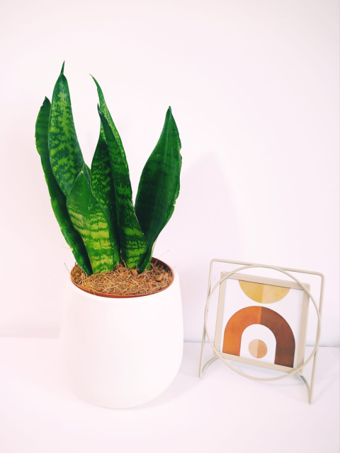 Sansevieria Futura Superba