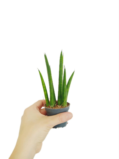 Sansevieria cylindrica rocket