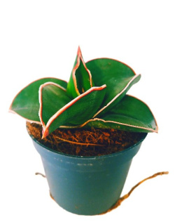 Sansevieria ehrenbergii Samurai