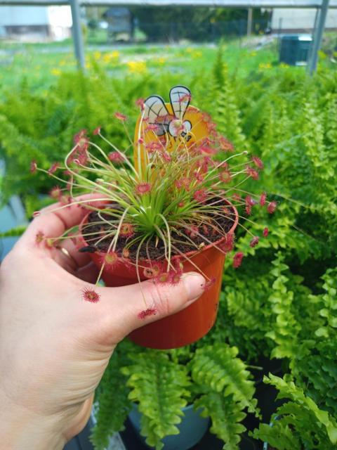 Sarracenia