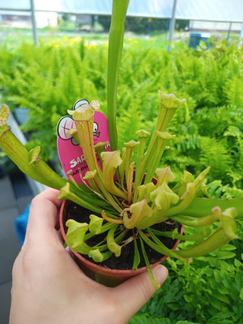 Sarracenia Sarracenia