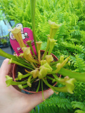 Sarracenia