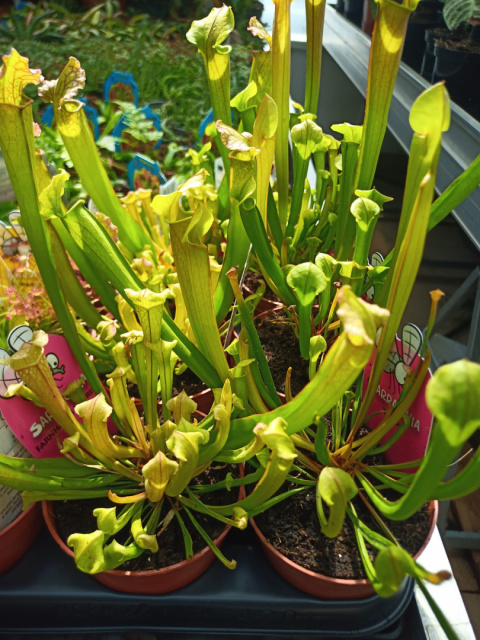 Sarracenia Sarracenia
