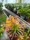 Sarracenia