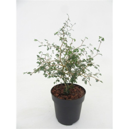 Sophora Prostrata