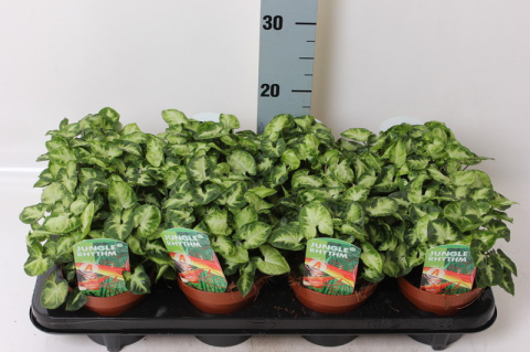 Syngonium Pixie Syngonium Pixie