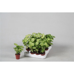 Syngonium m.