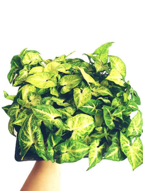 Syngonium m. Syngonium m.